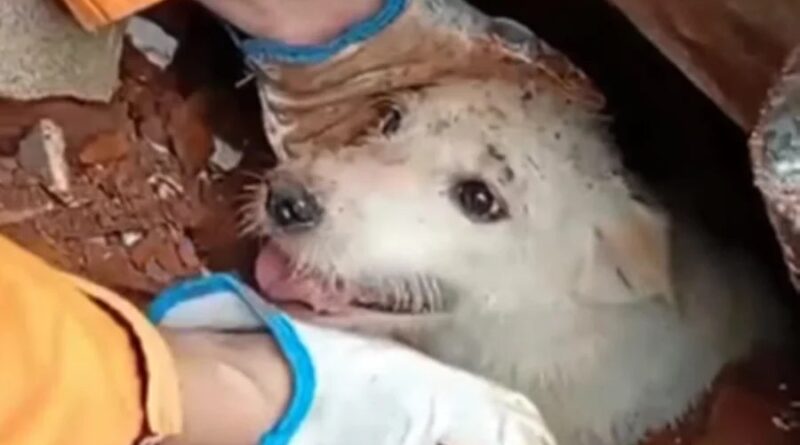 Cão é resgatado após deslizamento em Juiz de Fora