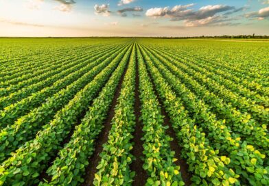 Safra de soja do Brasil pode chegar a 183,1 milhões de toneladas