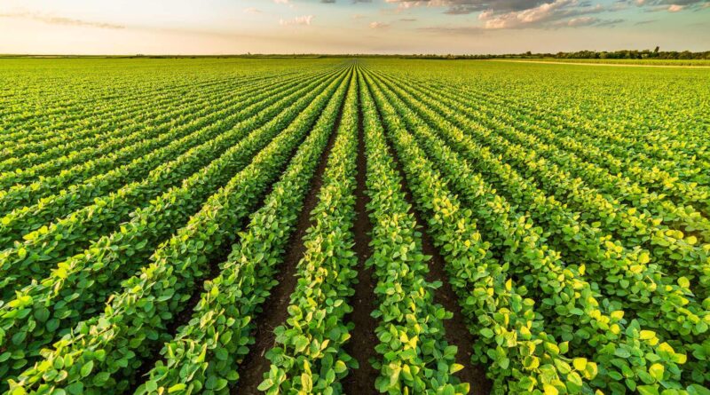 Safra de soja do Brasil pode chegar a 183,1 milhões de toneladas