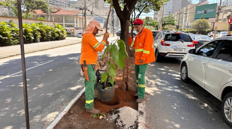 Comurg planta 1,9 mil árvores em 70 dias em Goiânia Comurg planta 1,9 mil árvores em 70 dias em Goiânia