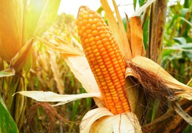 Guerra no Oriente Médio não deve afetar exportações de milho, diz Abramilho