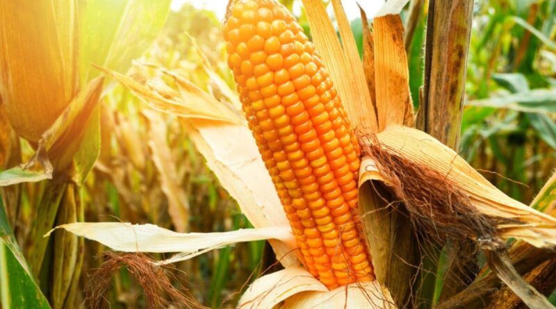 Guerra no Oriente Médio não deve afetar exportações de milho, diz Abramilho