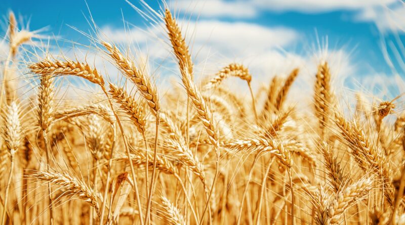 Fechamento do Estreito de Ormuz pressiona preço do trigo no Brasil