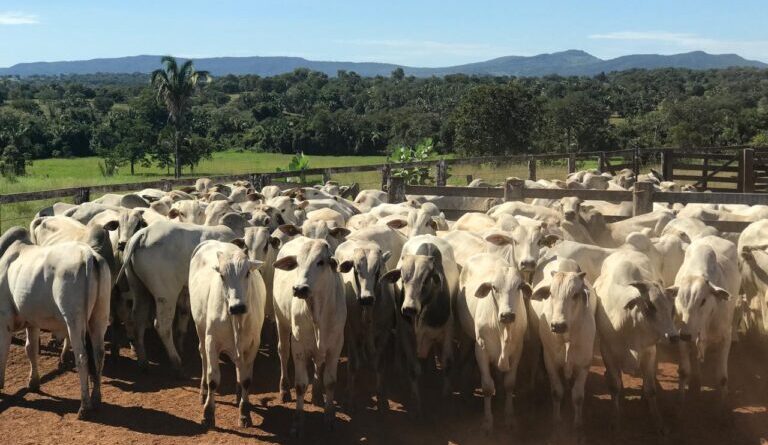 IMB divulga Goiás em Dados 2025