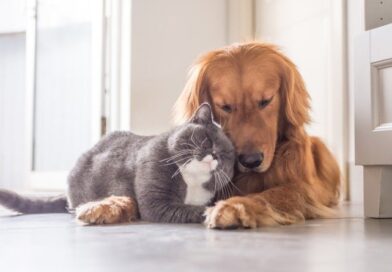 Goiânia recebe evento de adoção de pets neste sábado