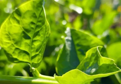 Embrapa lança hortaliças resistentes ao calor