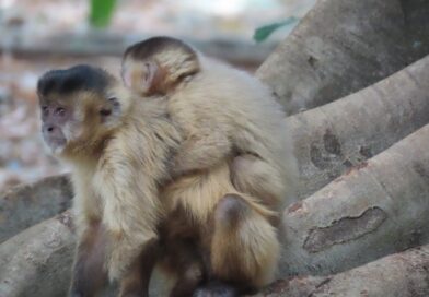 Pesquisa orienta convivência com macacos no Parque Areião Pesquisa orienta convivência com macacos no Parque Areião