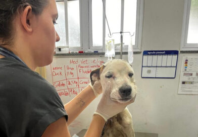 UPAVet ultrapassa 21 mil atendimentos gratuitos a animais em Goiânia em 2026