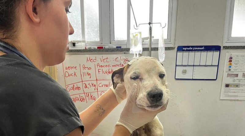 UPAVet ultrapassa 21 mil atendimentos gratuitos a animais em Goiânia em 2026