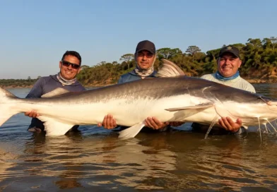 Por que a piraíba pescada no Rio Araguaia não pode ser consumida? Entenda