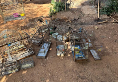 Aparecida apreende 20 aves silvestres após denúncia Aparecida apreende 20 aves silvestres após denúncia