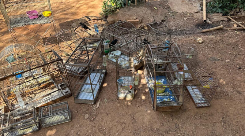 Aparecida apreende 20 aves silvestres após denúncia Aparecida apreende 20 aves silvestres após denúncia