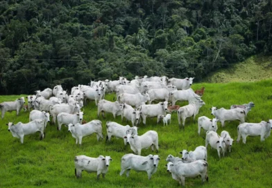 Exigências da UE podem separar animais para exportação Exigências da UE podem separar animais para exportação