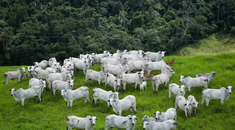 Exigências da UE podem separar animais para exportação Exigências da UE podem separar animais para exportação