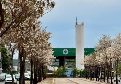 Ipês-brancos florescem em Goiânia durante a seca