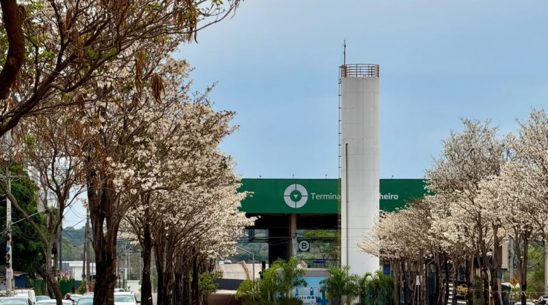 Ipês-brancos florescem em Goiânia durante a seca