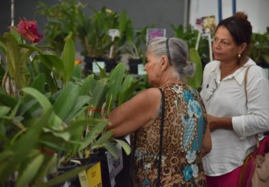 Exposição de orquídeas e rosas do deserto movimenta Aparecida