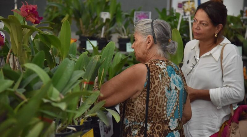 Exposição de orquídeas e rosas do deserto movimenta Aparecida